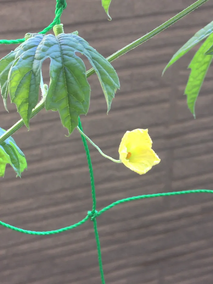 伸栄学習会　相之川教室/ゴーヤの花が咲きました！