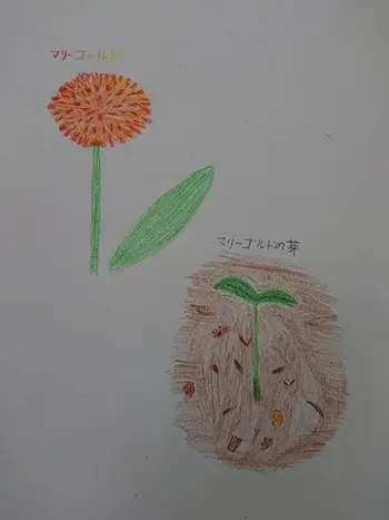 伸栄学習会　相之川教室/花育活動：緑のスケッチ会