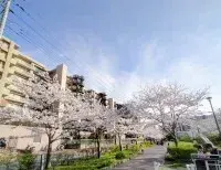 伸栄学習会　相之川教室/桜満開🌸