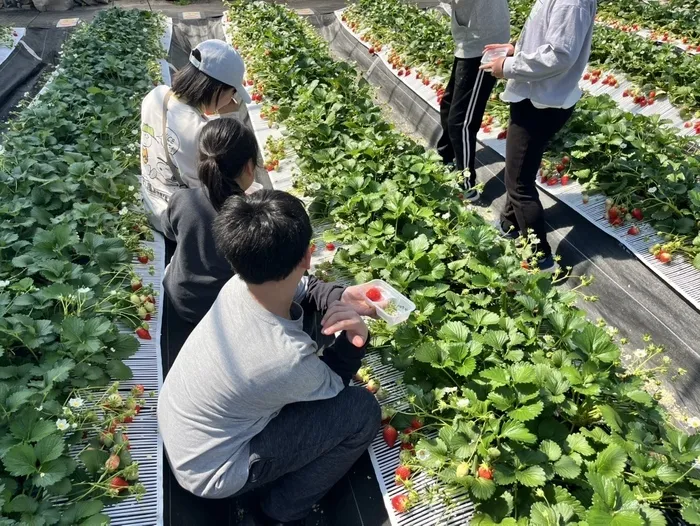 ジーニアス/🍓いちご狩り🍓