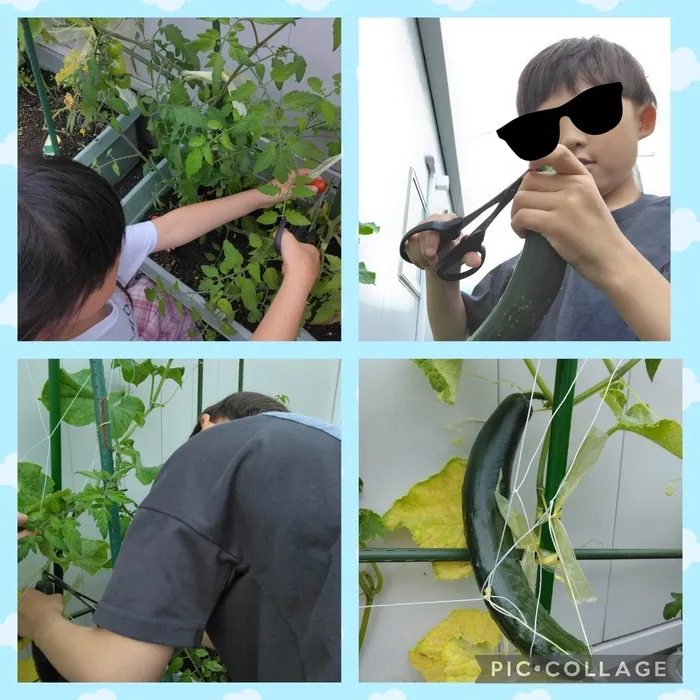 [Nico]/Nico菜園