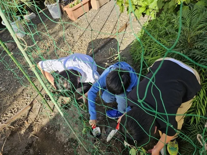 レガロニア常普請/夏野菜を植えました・レガロッチ🍅