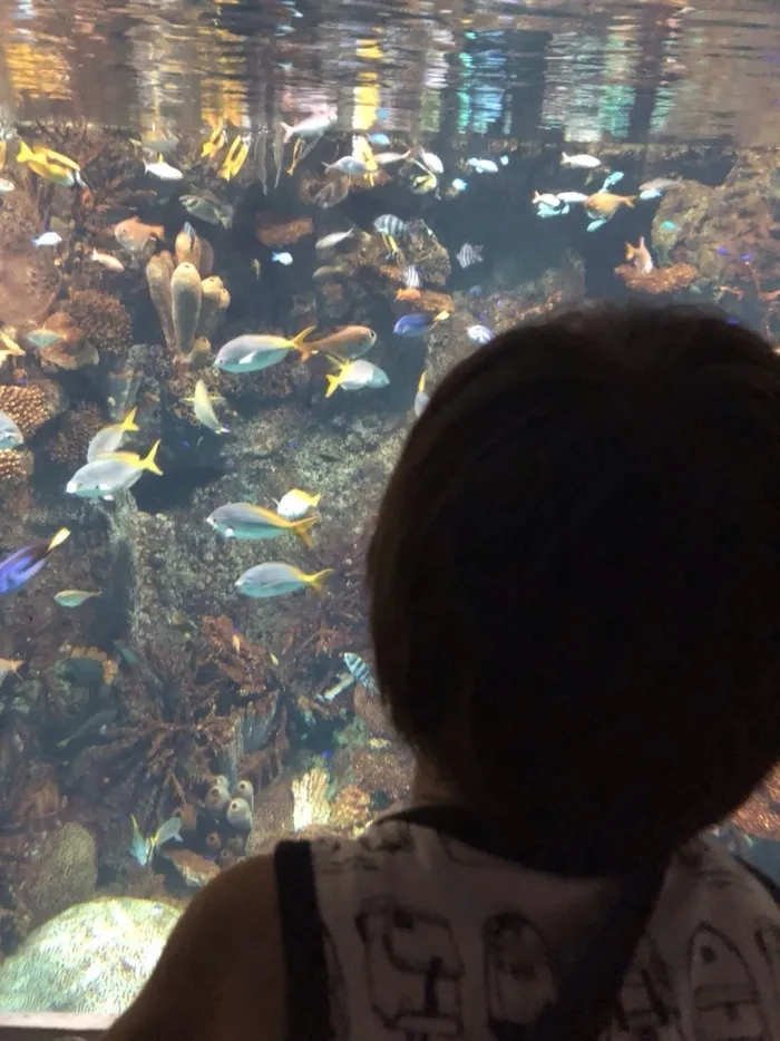 まなび/海遊館🐡