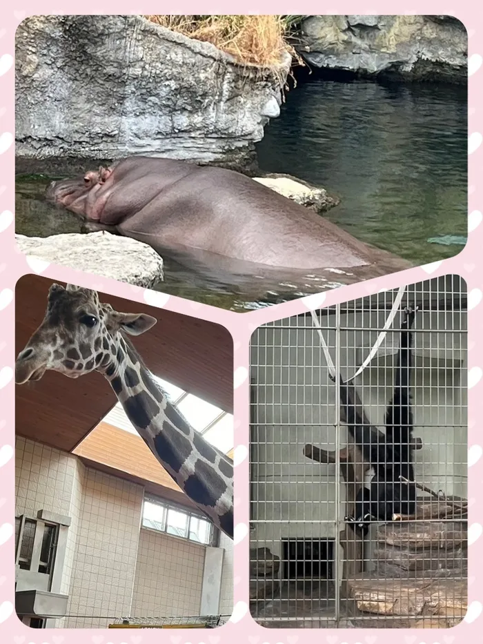 おおきな木深江橋【Tik Tok始めました！】/遠足（動物園）🐱