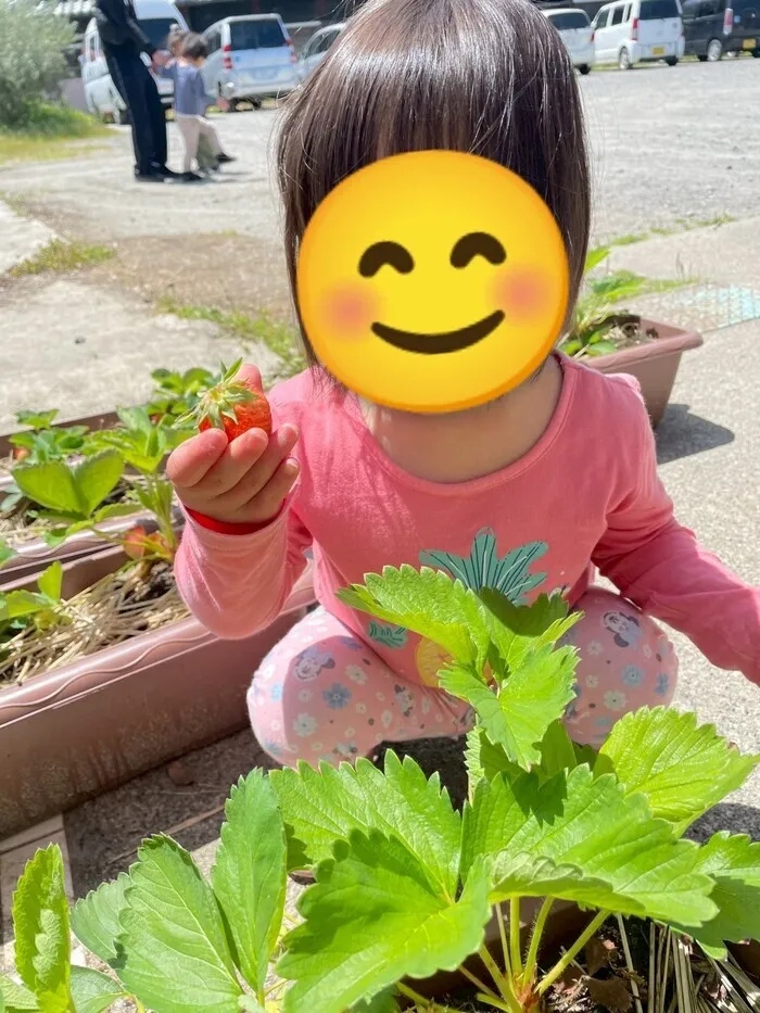 ポケットハウス/いちご狩り体験🍓