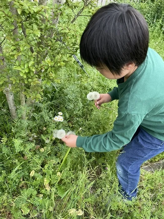 ぴっぴ栗生/たんぽぽの綿毛見つけたよ！！