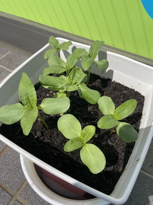 ぴっぴ栗生/芽が大きくなりました！🌱