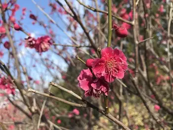 フォトハウス泉町/片山公園で春を発見☆