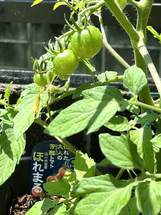 【利用者募集】みらいねっときくち/トマトの実🍅