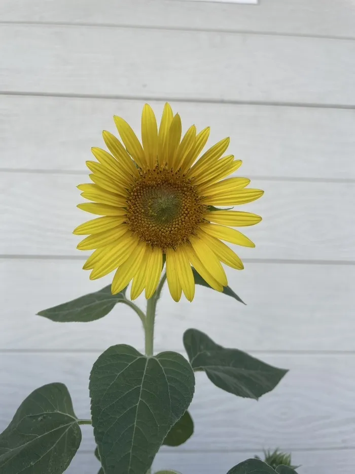 こども発達サポート運動療育のかがやき/ひまわり日記🌻