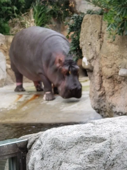 放課後等デイサービス　たんぽぽ/王子動物園へ