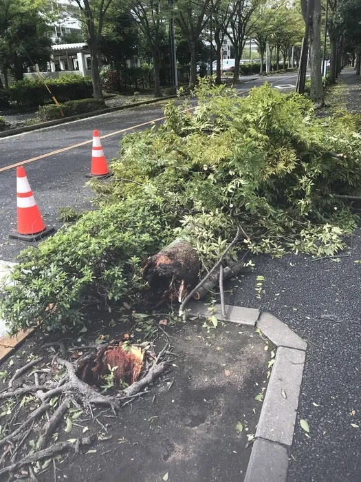 リールスメイト東向島/台風