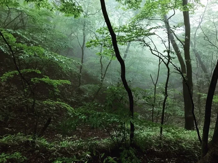 リールスメイト東向島/濃霧の森②