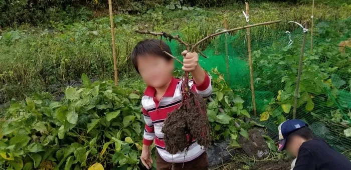 おもちゃ箱いこま・おもちゃ箱いこまBLOCK/秋の味覚！芋ほり体験(*^^*)