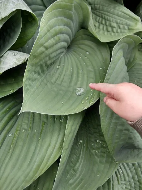 児童発達支援　きっずい～らいふ/雨上がり散歩🌂