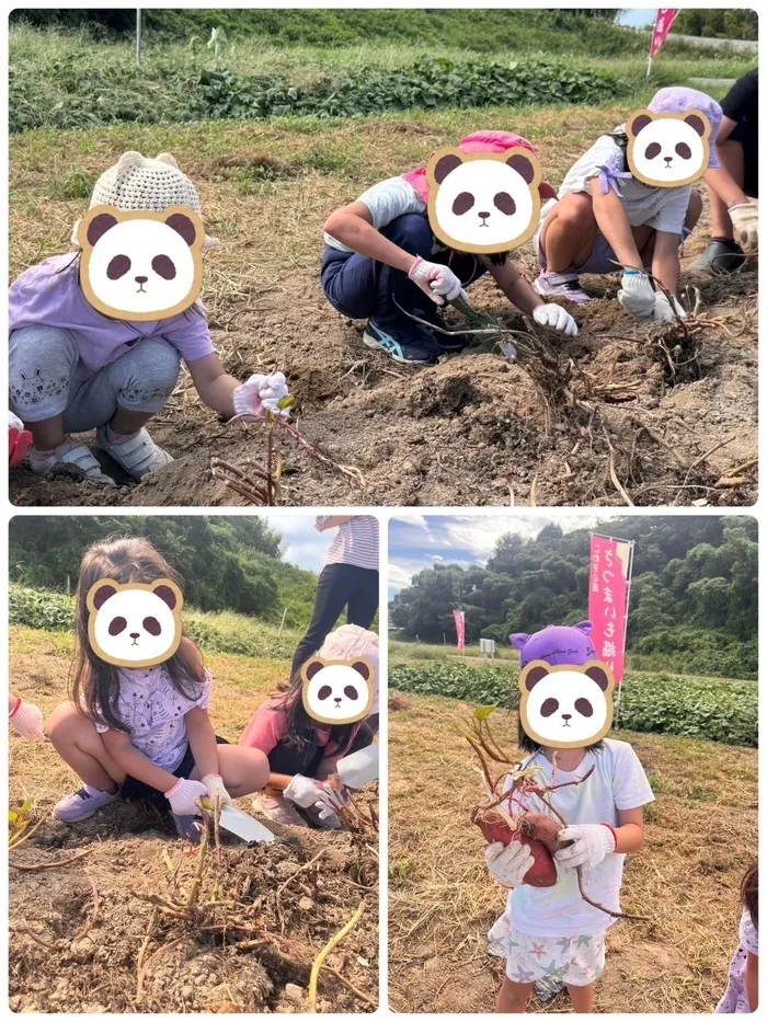 パンダの宝物　三条校/芋掘り！