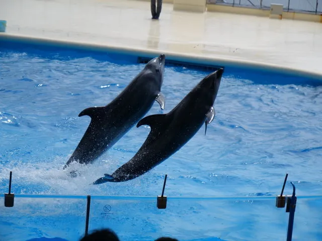 こぱんはうすさくら 佐賀水ケ江教室/【8月のプログラム予告】バスで水族館に行こう！