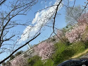 放課後等デイサービス翔 はばたき/桜を発見！！
