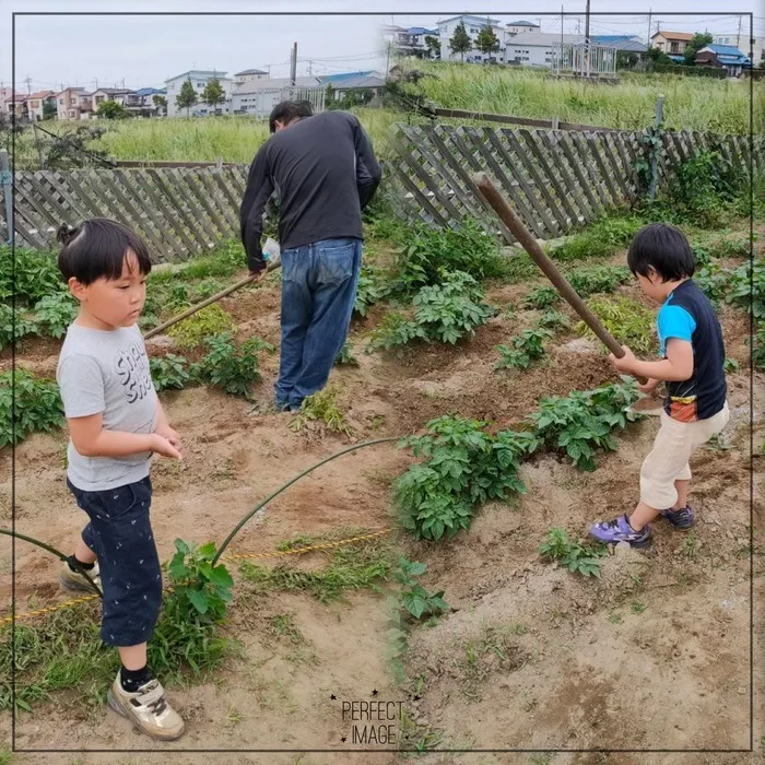 どんぐり/子供たちと一緒に畑仕事をしました！