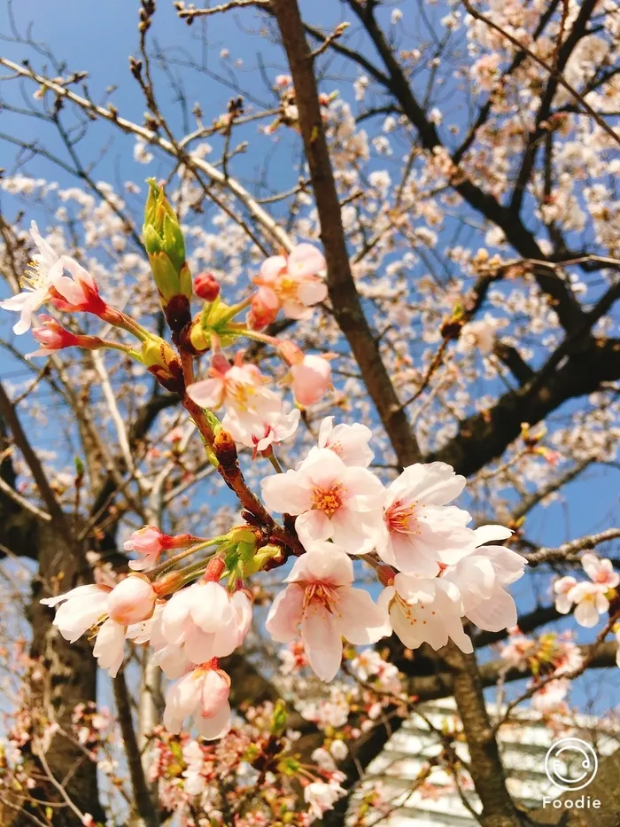 放課後等デイサービス暖母/山王公園でお花見♬