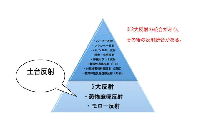 チャイルドウィッシュちりゅう /原始反射とは