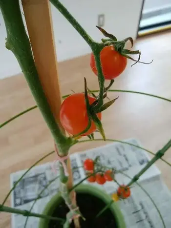 こぱんはうすさくら 大阪阿倍野教室/トマト収穫！
