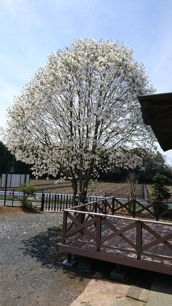 ロッティなか