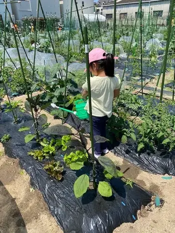 じょいふるすぺーす桜川教室/野菜の収穫