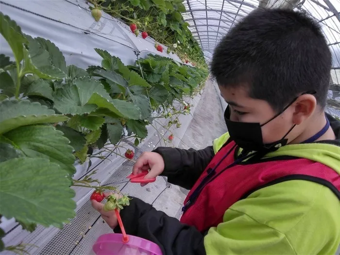  ちゃれんじくらぶ 春日教室/2022.4.23 いちご狩り🍓