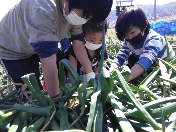  ちゃれんじくらぶ 春日教室/2022.4.9タマネギ狩り🧅