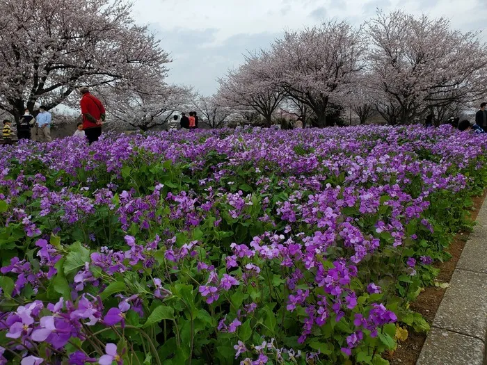 らんらん青空/外出レク(さくらの山公園　千葉県成田市）＆ お別れの日