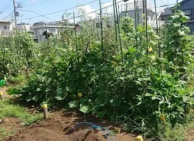 よりみち～こころとことばの教室～/夏野菜の刈り込み　東京都小金井市より