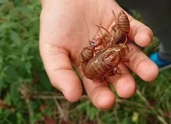 よりみち～こころとことばの教室～/虫取り支援！　東京都小金井市より