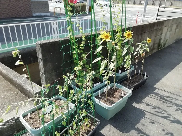 ハッピーテラス　飯倉教室/なつのお花が咲きました🌻