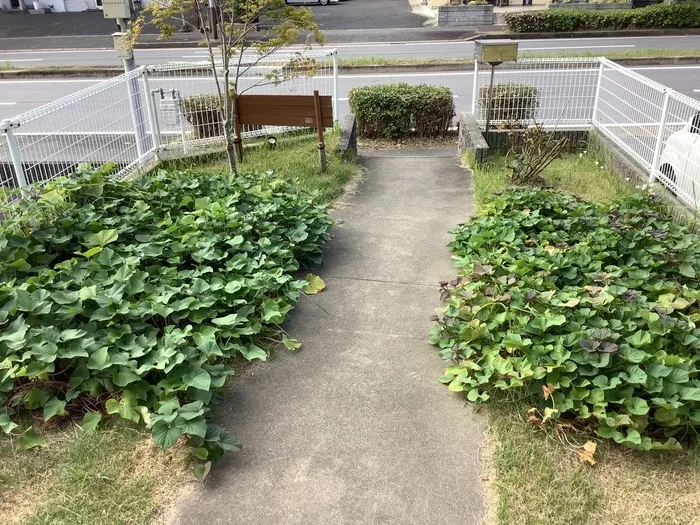 放課後等デイサービス　SAKURA　kids’/いもほり②