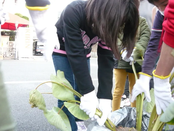 こぱんはうすさくら 草加両新田教室/収穫体験