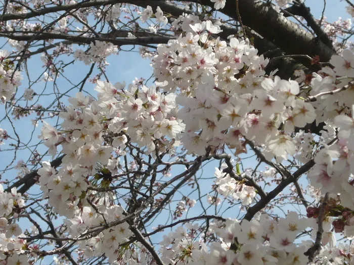 こぱんはうすさくら 草加両新田教室/児童とのお花見