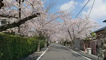 MOMB池田/桜満開！