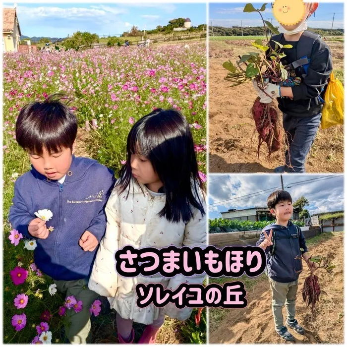 スマイルアルファもとすみよし/ソレイユの丘でさつまいも堀