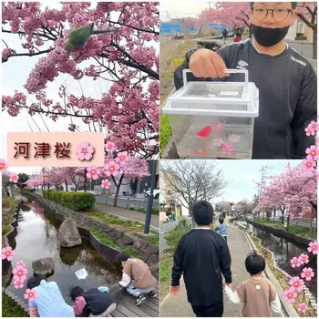 スマイルアルファもとすみよし/河津桜を見にお散歩♬
