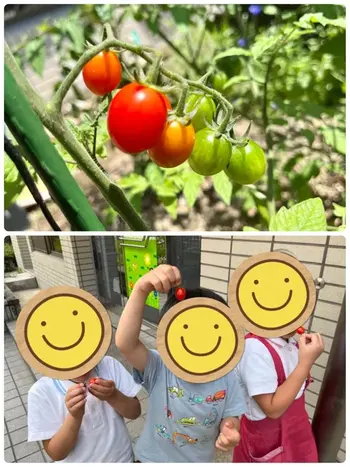 児童発達支援 kids first あいあい/トマトの初収穫🍅🌞