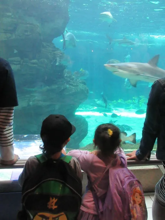 【広い室内遊び場が魅力！】ぷらすてん/5月の壁面紹介と須磨水族園へおでかけしました！