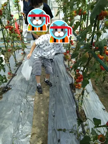 ぷらすてん/トマト収穫に行ってきました。