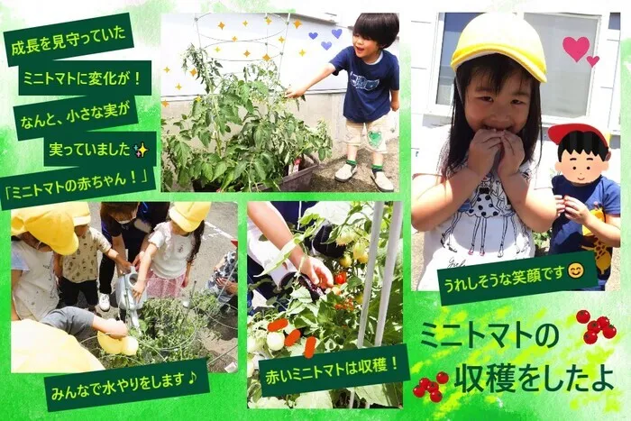 こぱんはうすさくら　盛岡南教室/ミニトマトの収穫をしたよ🍅