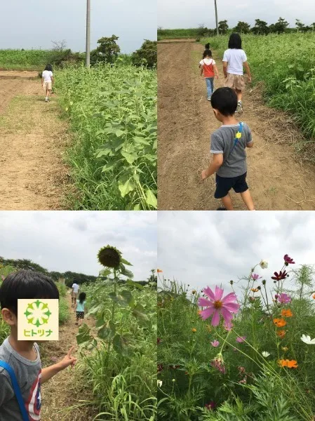 児童発達支援・放課後等デイサービス　ヒトツナ/ひまわり畑に行きましたが。。。