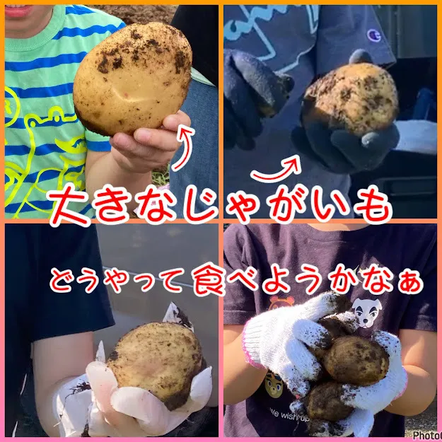 児童発達支援・放課後等デイサービス　ヒトツナ/じゃがいも掘り🥔