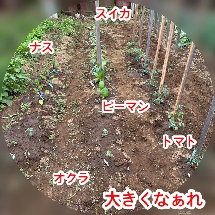 児童発達支援・放課後等デイサービス　ヒトツナ/夏野菜植え🌱