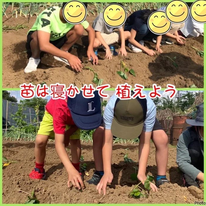 児童発達支援・放課後等デイサービス　ヒトツナ/さつまいも苗植え🍠