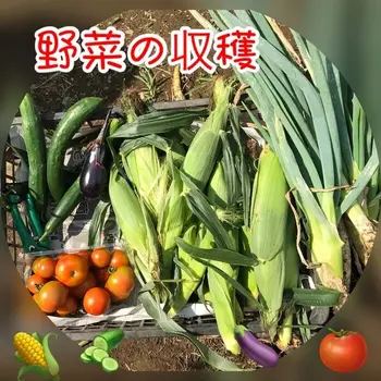 児童発達支援・放課後等デイサービス　ヒトツナ/🌽🍅夏野菜の収穫🍆🥒