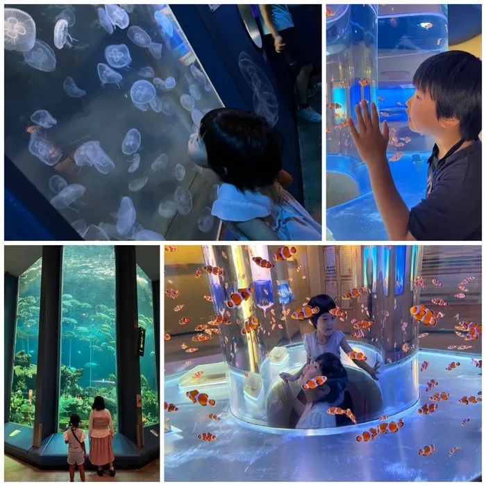 放課後等デイサービス　ぽかぽか/°･🐠三保の水族館🐟‪˜˷